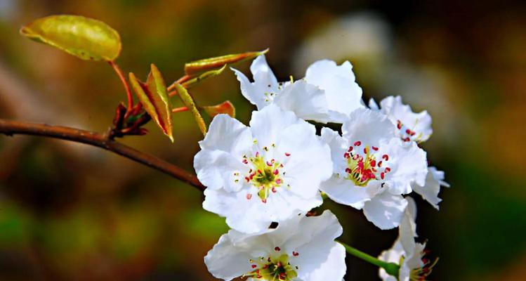 梨花是什么季节开的（有关梨花的花期时间）