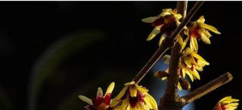 腊梅花种子什么时候种（腊梅花籽种植方法及时间）