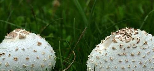 室内菌菇怎么种植（蘑菇种植条件和步骤）