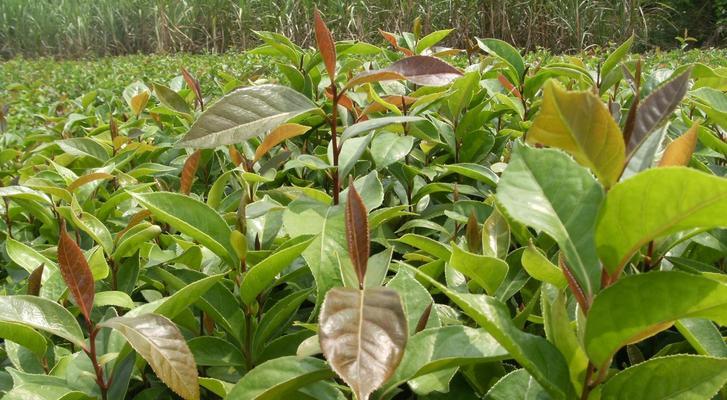 油茶种植前景如何（油茶种植技术与栽培管理）