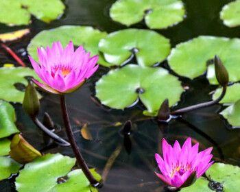 水生植物如何养（适合水养的植物花卉）