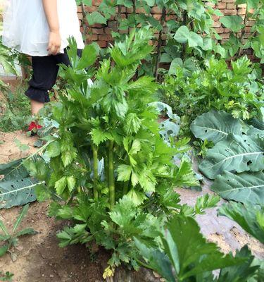 芹菜几月份播种（芹菜种植方法和时间）