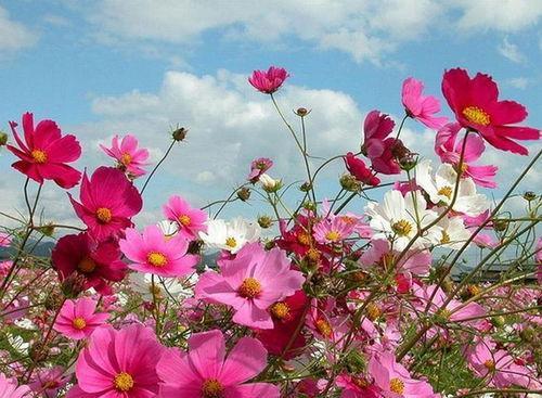 有什么花是在夏天开的（盘点10种代表夏天的花）