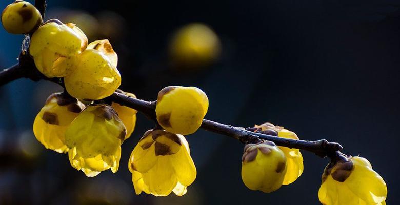 腊梅花几月开花（观赏腊梅花期简介）