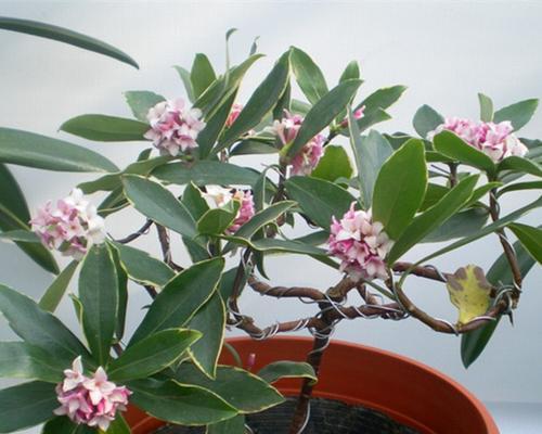 耐寒植物有哪些（耐寒植物花卉介绍）