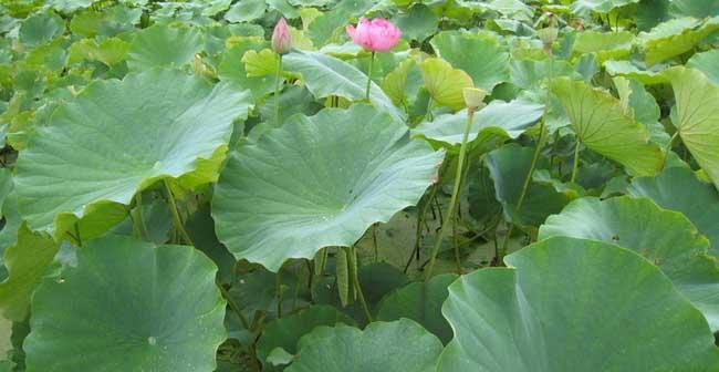 莲藕种植需要什么条件（莲藕的种植与栽培技术）