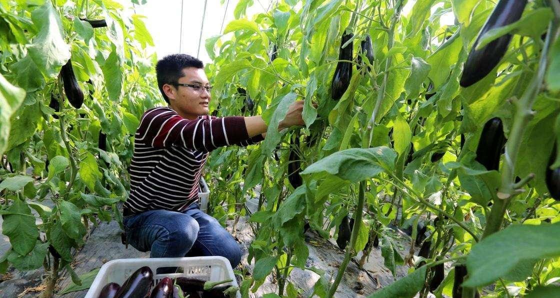 茄子怎样整枝打叉（种植茄子管理技术）