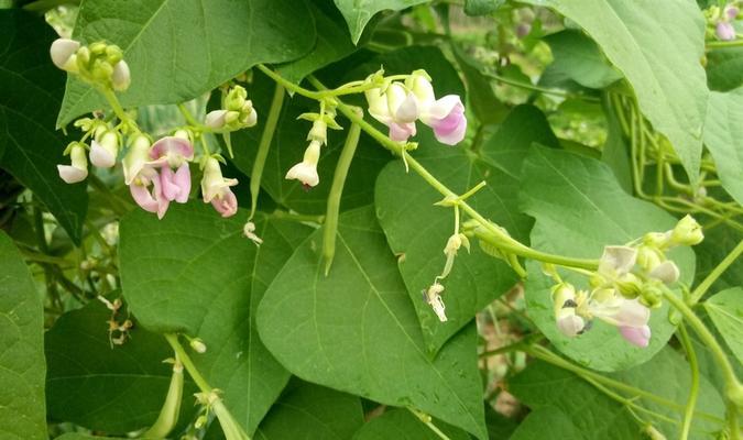 四季豆种子怎么种植（四季豆的种植技术要点）