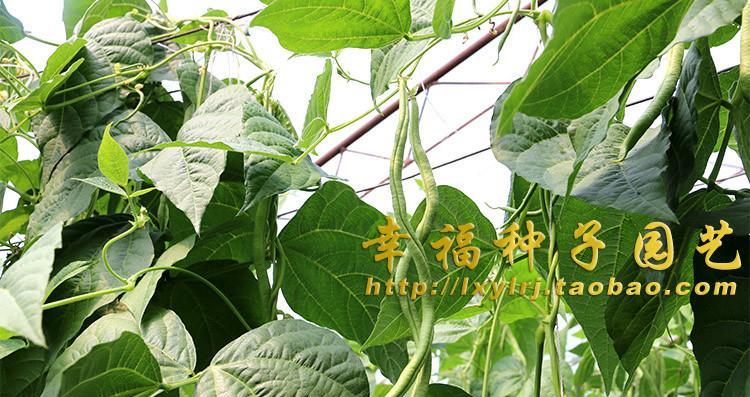 四季豆种子怎么种植（四季豆的种植技术要点）