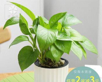 卧室放什么植物健康（盘点七种适合放卧室的植物）