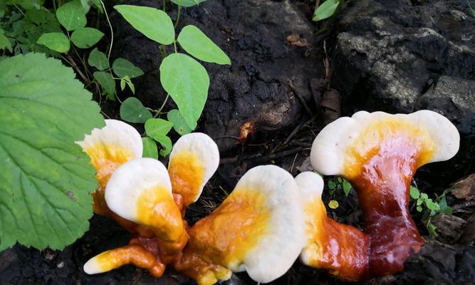 灵芝种植条件和方法（了解灵芝种植技术）