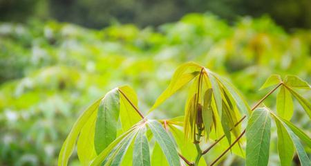 怎样种木薯才高产（木薯种植技术与栽培管理）