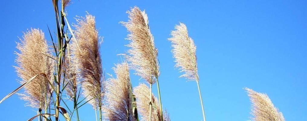 芦苇的花语——坚韧、静默与自由（探寻芦苇的花语）