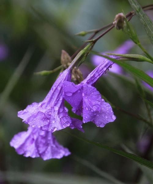 紫花翠芦莉的美丽与寓意（探索紫花翠芦莉的花语和象征意义）