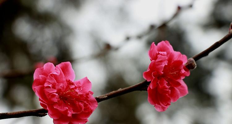 桃花传说与花语（桃花的美丽与神奇传说）