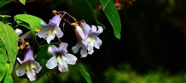 梧桐花的寓意与象征意义（深入探究梧桐花的美与哲思）