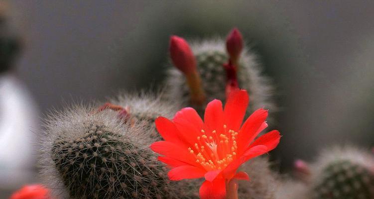 仙人球开花的神秘预兆（揭秘仙人球开花的吉祥之兆）