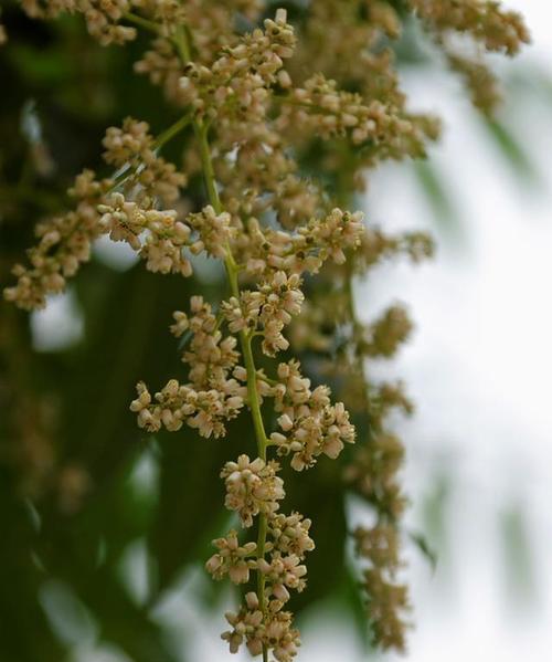 香椿树开花预示着的意义（香椿花开如意）