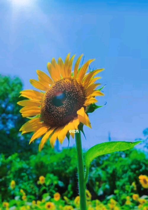 阳光花海中的向日葵花语（阳光）