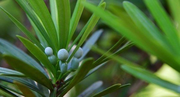 和平象征的植物（美丽的百合花）