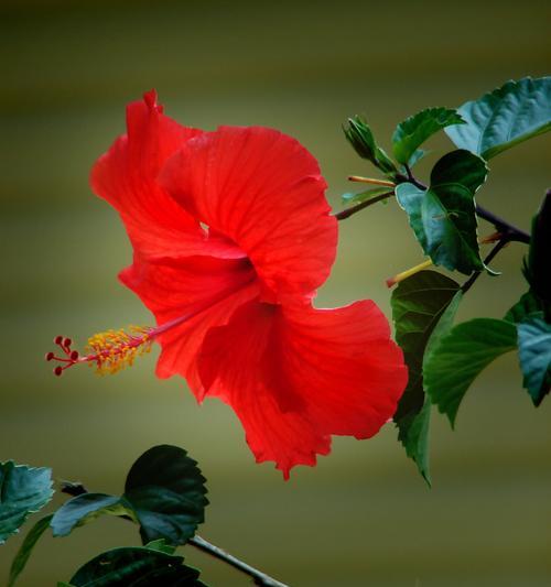 花与植物的坚强勇敢独立之道（以生命之花谱写生命之歌）