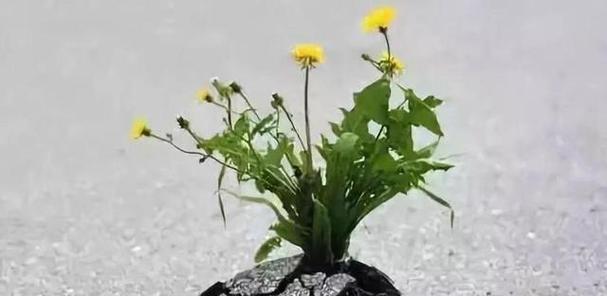 花与植物的坚强勇敢独立之道（以生命之花谱写生命之歌）