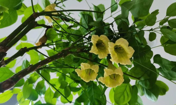 幸福之花-探索象征幸福的植物世界（幸福植物的美丽和神奇）