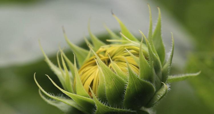 象征忠诚的植物世界（揭示植物中的忠诚符号）