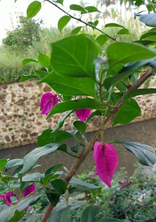 植物中的爱情使者（探寻爱情的花与树）