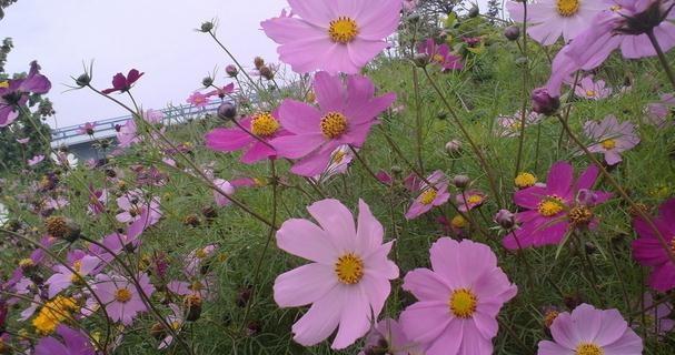 榆树的花语与传说（探秘榆树的芬芳与神秘）