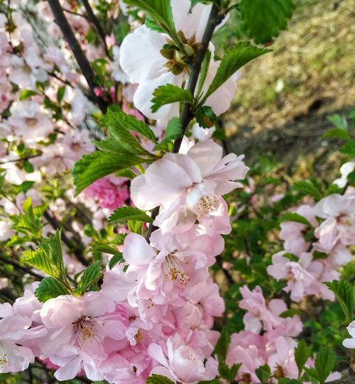 以榆叶梅的花语及作用（以榆叶梅的花语-传达纯洁与坚强）