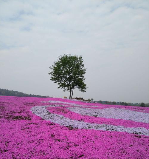 芝樱（探寻芝樱的花语及名称的由来）