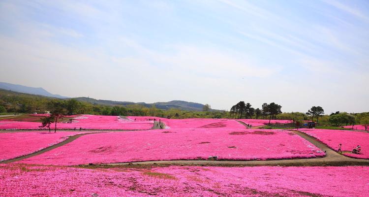 芝樱（探寻芝樱的花语及名称的由来）