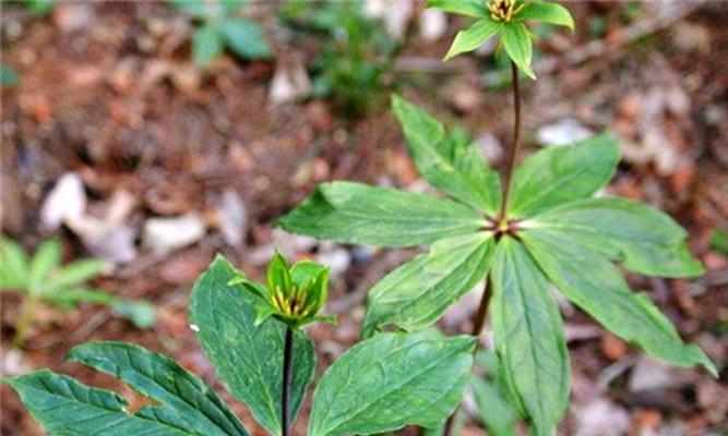 重楼花语之美——深情如重楼（一朵花）