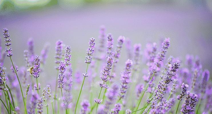 等待爱情的奇迹——紫色薰衣草的花语（渴望爱情）