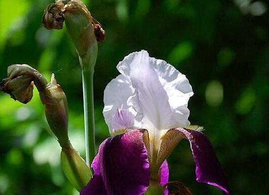 菖蒲花的花语与传说（菖蒲花的寓意与文化传承）