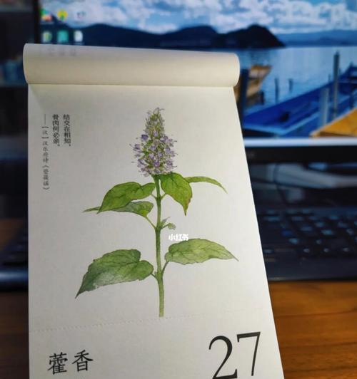 藿香花语与传说之美（揭秘藿香的花语及令人惊叹的神话传说）