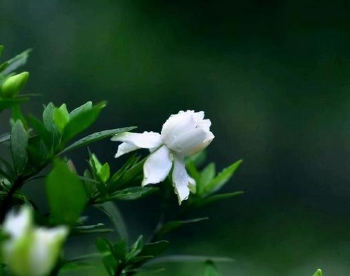 栀子花（栀子花）