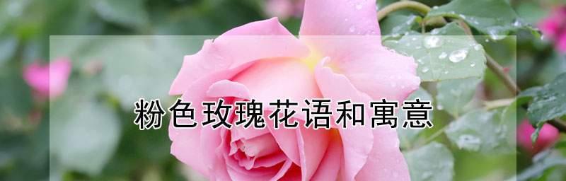 12朵玫瑰的花语（揭示12朵玫瑰花语的隐含意义）