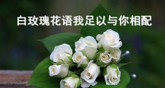 玫瑰花的花语传递的爱情意义（以75朵玫瑰花的花语为主题）