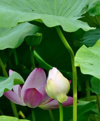 澳门市花莲花的象征意义（探寻澳门市花莲花的文化内涵）