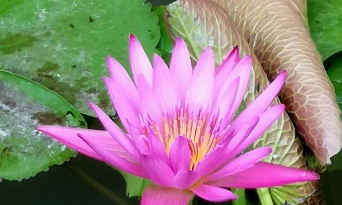 澳门市花莲花的象征意义（探寻澳门市花莲花的文化内涵）