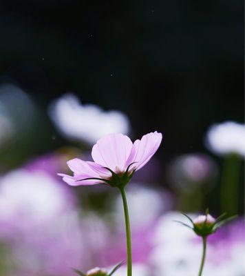 八瓣花（深度解读八瓣花的象征意义及其启示）