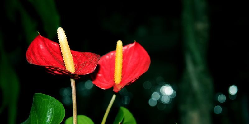 白红掌花的象征意义（探究白红掌花的内涵与表达）