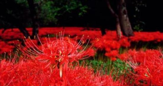 探寻彼岸花绚烂花语的奥秘（彼岸花色彩多样）