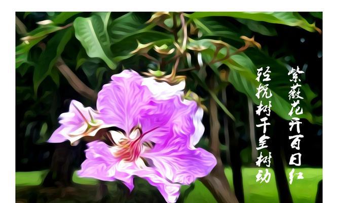 爱情的花花语（浪漫而神秘的花语）