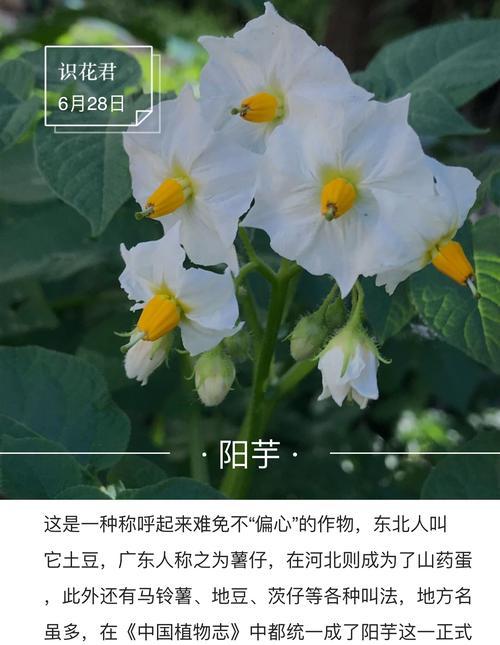 用花语传达诚实之美（以花语诠释真诚的力量）