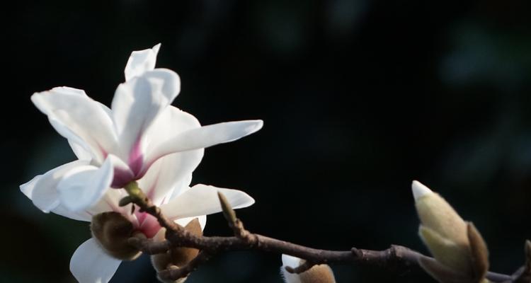 高洁的花（以表示高洁的花为主题的花语探究）