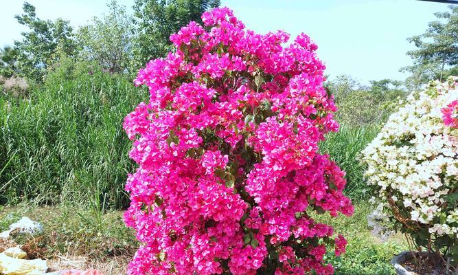 坚韧不拔的花——生命的顽强（探寻花的顽强生命力与坚持不懈的韧性之美）