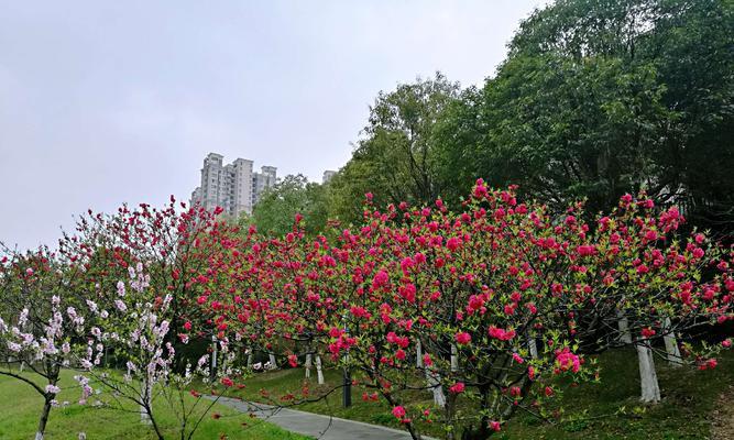 快乐的花（通过花语传递快乐的信息）